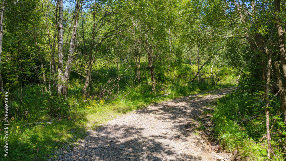 Obraz premium forest path through wild countryside landscape. outdoor recreation and park visit