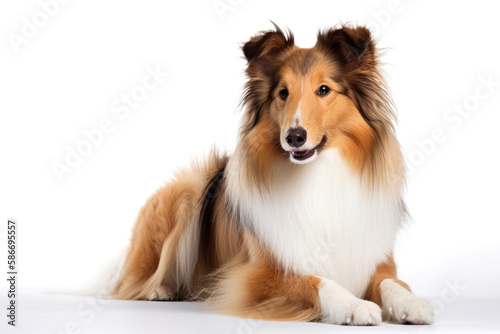 Collie Dog On White Background. Copy space. Generative AI