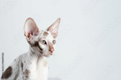 Cornish Rex Cat On White Background. Copy space. Generative AI