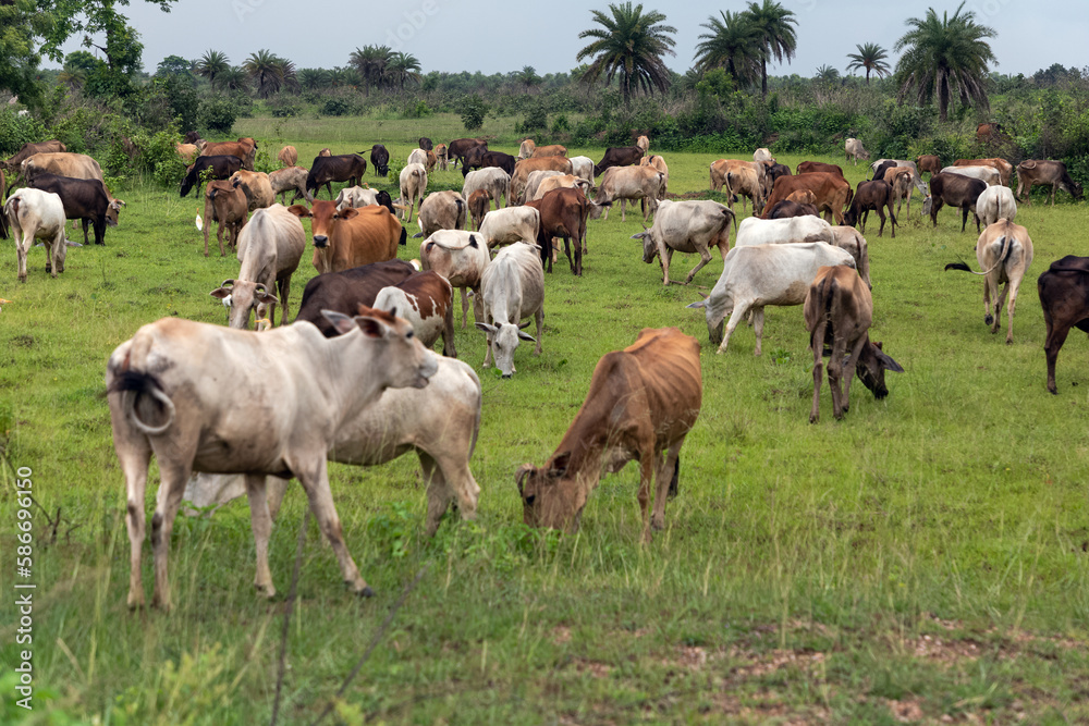 Fototapeta premium Cows grazing on pasture. Cattle grazing on green grassland.