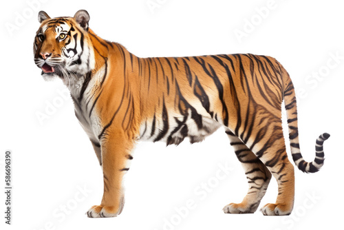 an isolated Bengal tiger walking side view  majestic  stalking prey  fierce jungle-themed photorealistic illustration on a transparent background in PNG. horizontal. Generative AI