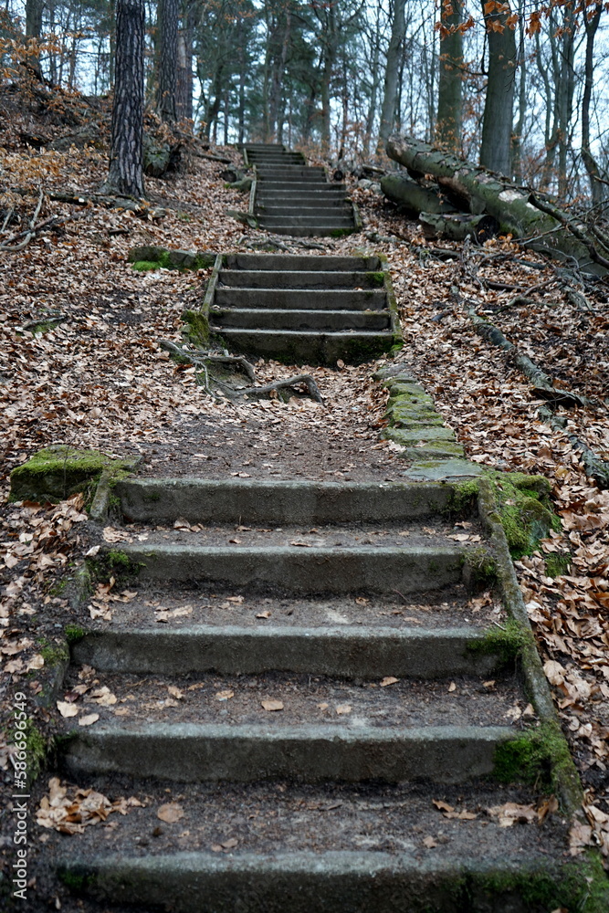 Laub auf alten Stufen im Dresdner  Wald