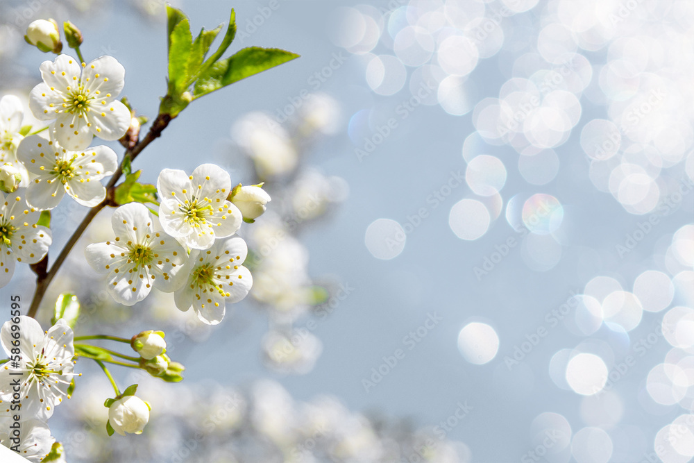Spring apple blossom with white flowers in the park on a bright sunny day. Space for text. Banner or postcard. Spring apple blossom with white flowers in the park on a bright sunny day. Space for text. Banner or postcard.