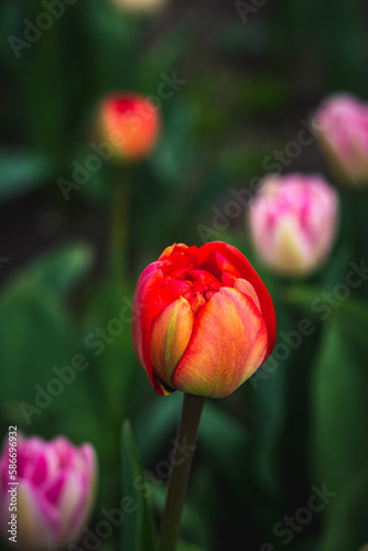 Red and pink tulips on a dark background Color accent. Close-up. Floral romantic background for postcards