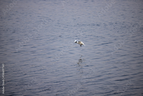 One seagull flies over the water © VP