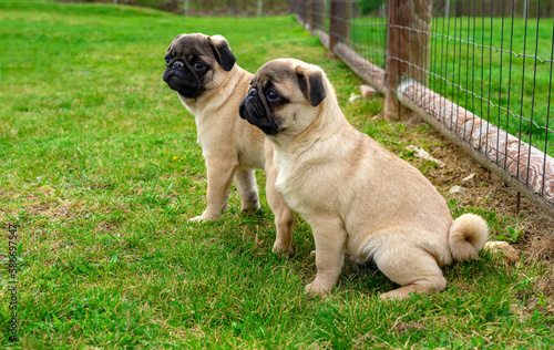 two cute little mops pug dogs puppies sitting in the garden