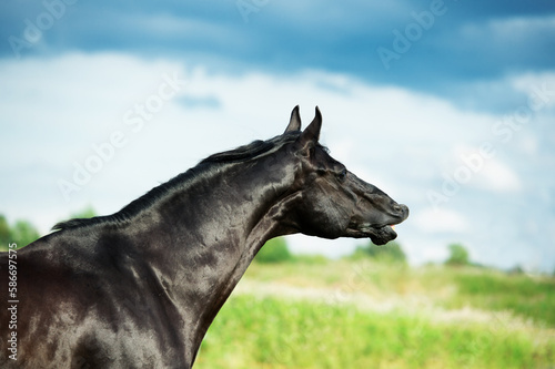 portrait of black horse in motion
