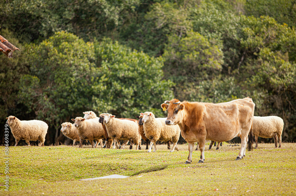 Sheep, cows and horses being treated and fed on the farm