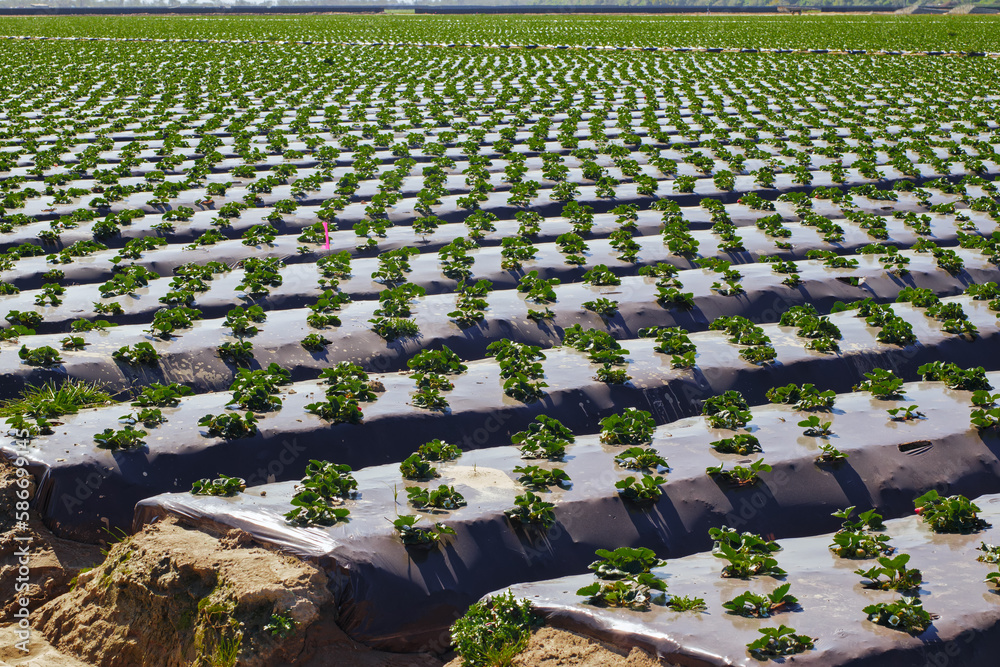 Obraz premium Agricultural field strawberry plants. Rows of plastic covered hills with young strawberries. Industry, modern farming, strawberry production.