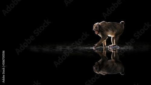 Reflection of a monkey