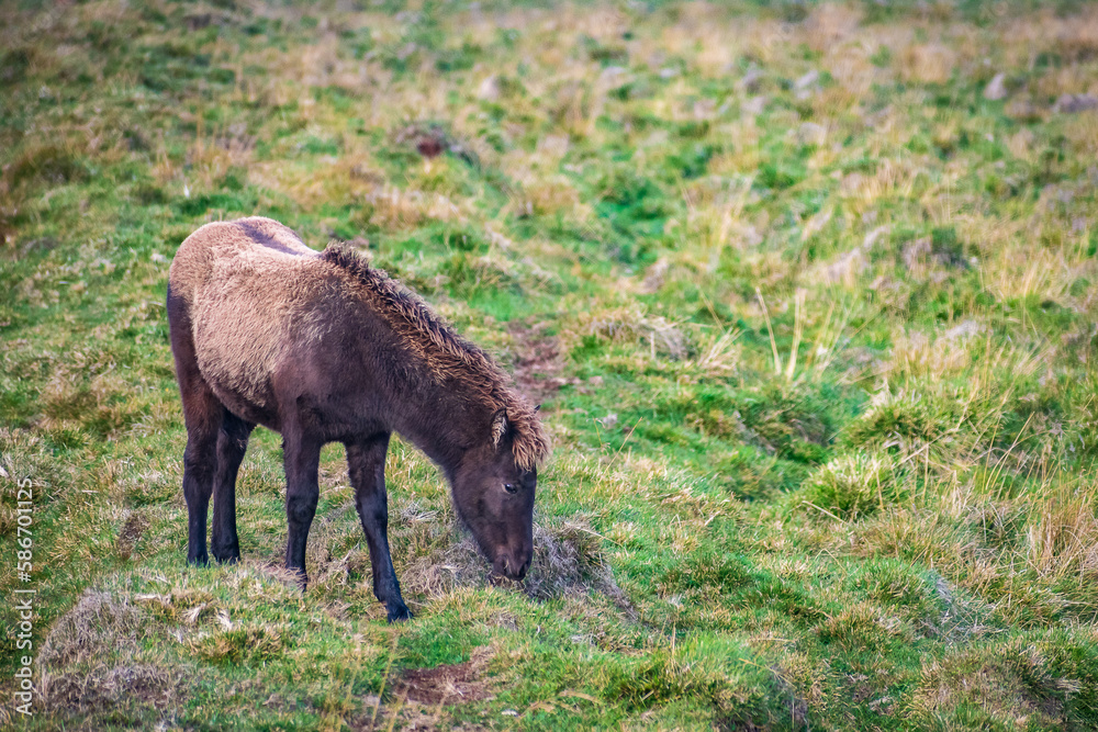 Fototapeta premium Wild Horses at the meadows of Iceland