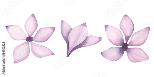 Watercolor, texture illustration of a set of delicate, lilac, spring flowers. Drawn by hand. Isolated on white background. For holiday, design, decoration, wedding.