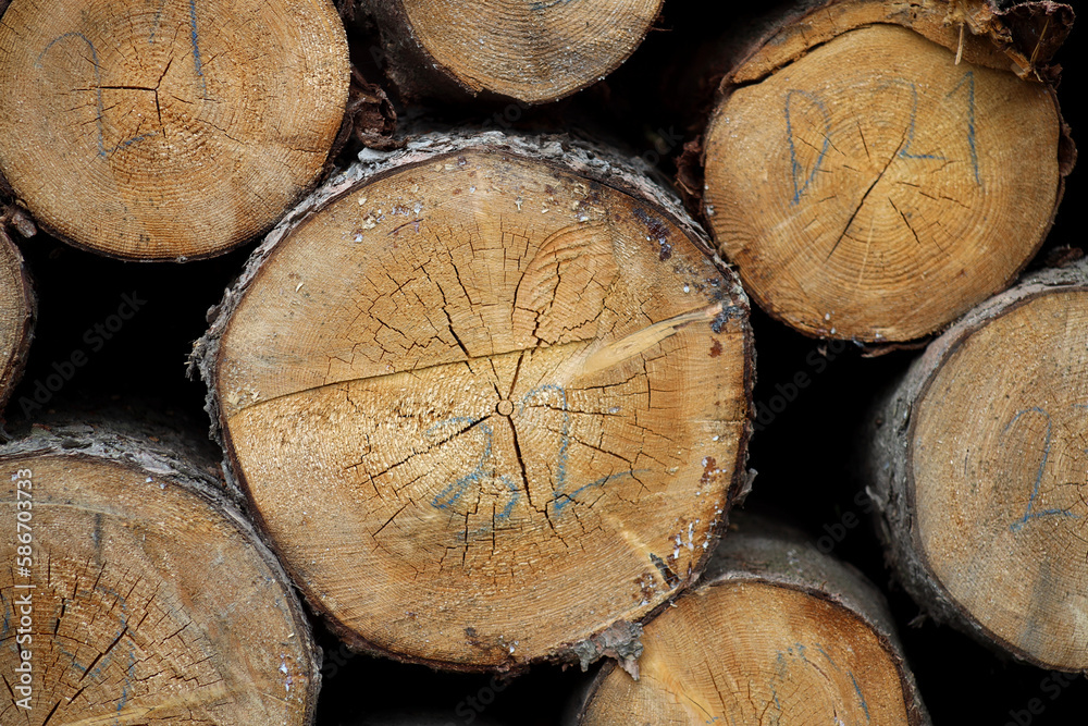 Cross-section of the trunks of logged trees Cross-section of the trunks of logged trees
