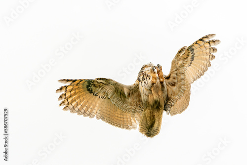 A beautiful, huge European Eagle Owl (Bubo bubo) in flight before attack. Action wildlife scene from nature in the Netherlands. Green background.                                                       