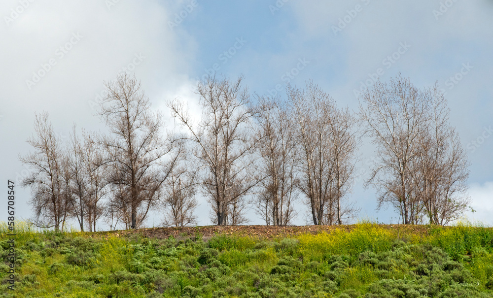 Obraz premium Barren trees atop a hill