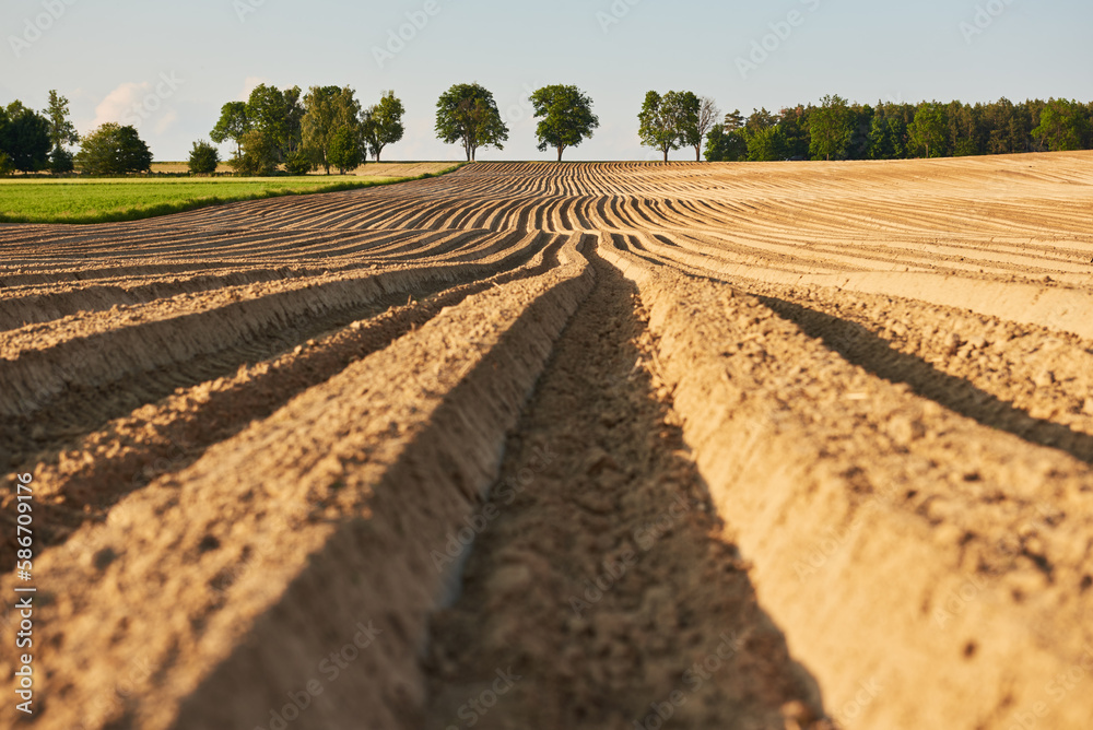 A sloping field with even rows against a road with trees