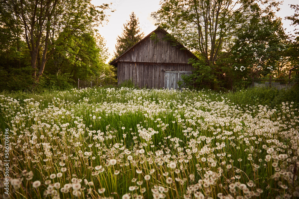 An old wooden barn in a field of overblown dandelions.