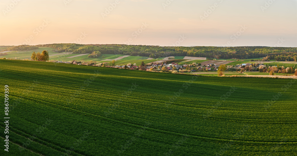 A green wheat field on a hill illuminated by the warm rays of the setting sun in spring
