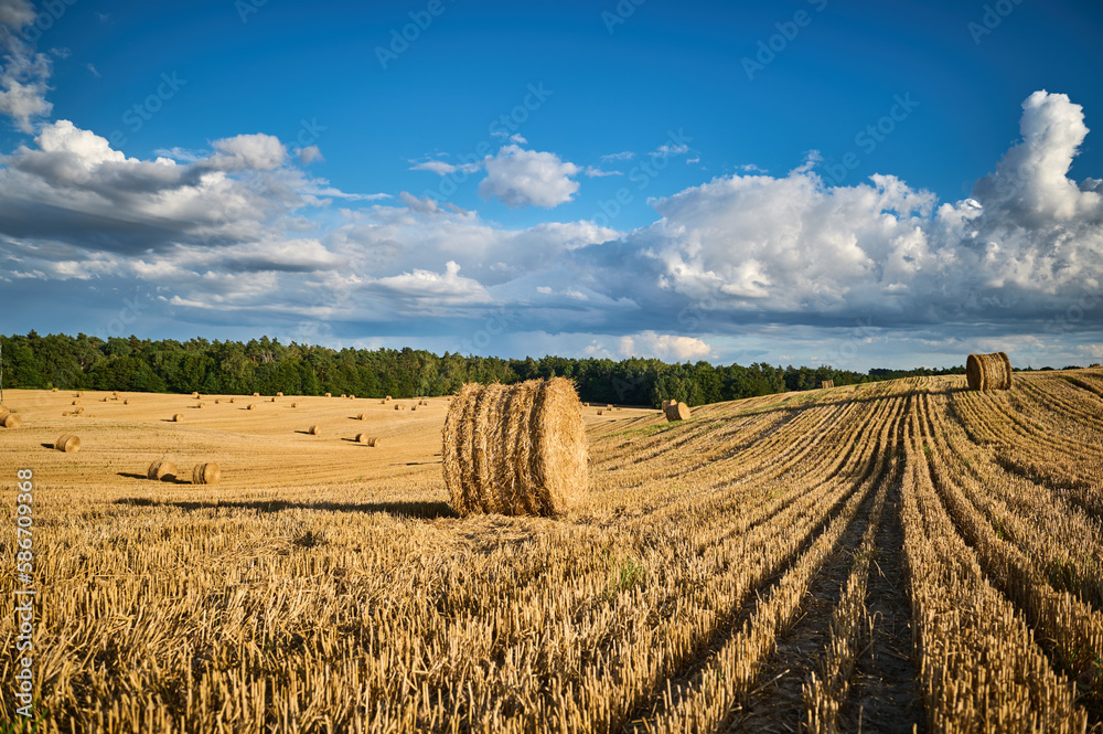 Bale of straw in the field in the rays of the sun against the background of the forest