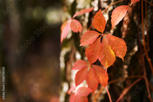 Red leaves of Parthenocissus against the background of black and white birch trunks