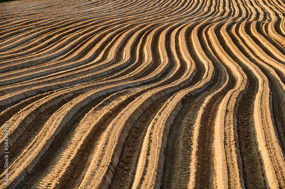 Naklejka premium Rippled freshly sown rows in a dry field in spring