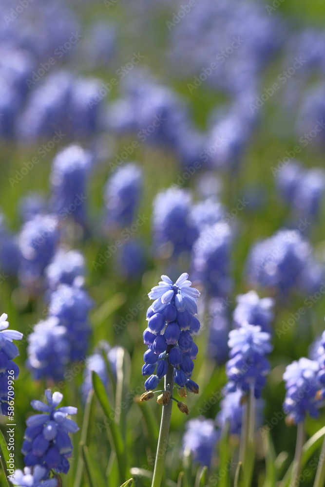 Obraz premium Grape hyacinths on a blurred background.