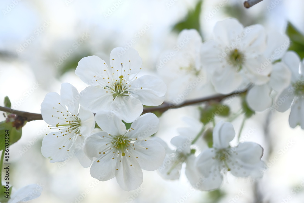 White apple flowers are plentiful on the branch.