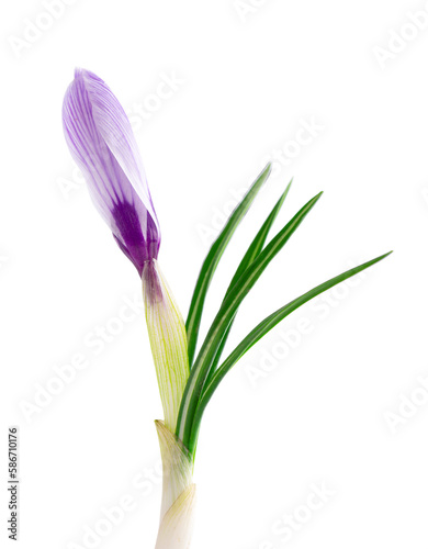 Crocus flower isolated on white background. Close up of saffron flower.