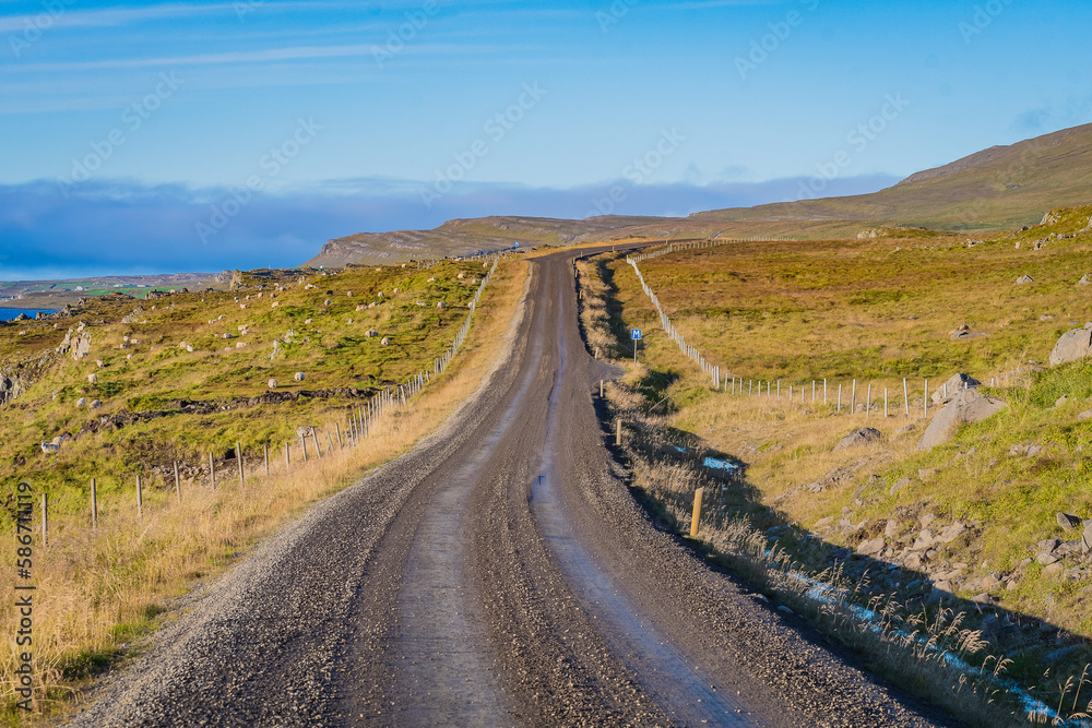 Fototapeta premium Sheeps at the icelandic coast