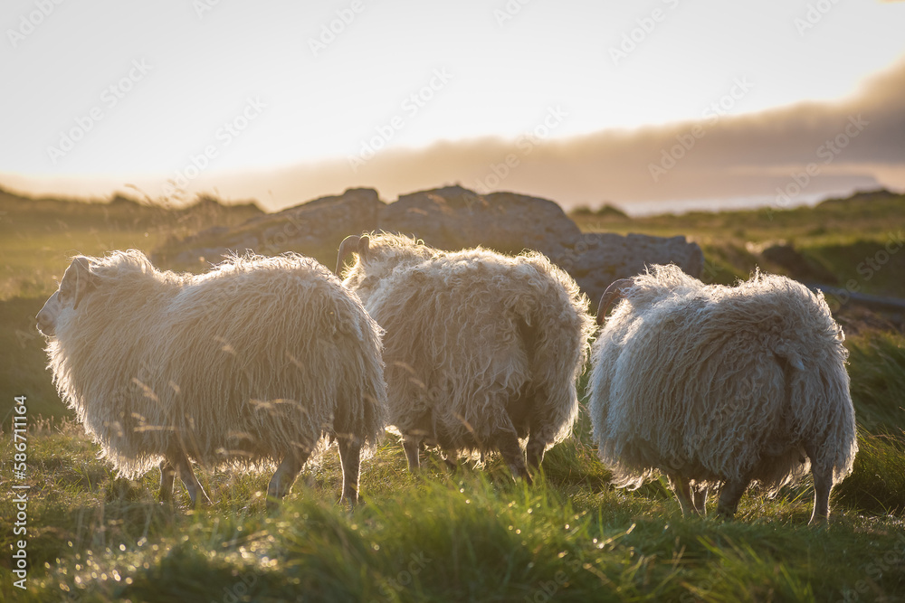 Sheeps at the icelandic coast