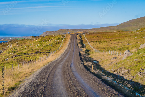 Sheeps at the icelandic coast