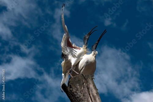 Australian White Ibis (Threskiornis molucca)