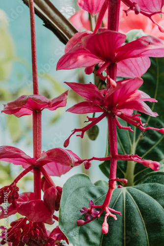 beautigul exotic evergreen plant medinilla with rose flowers growing in the garden photo