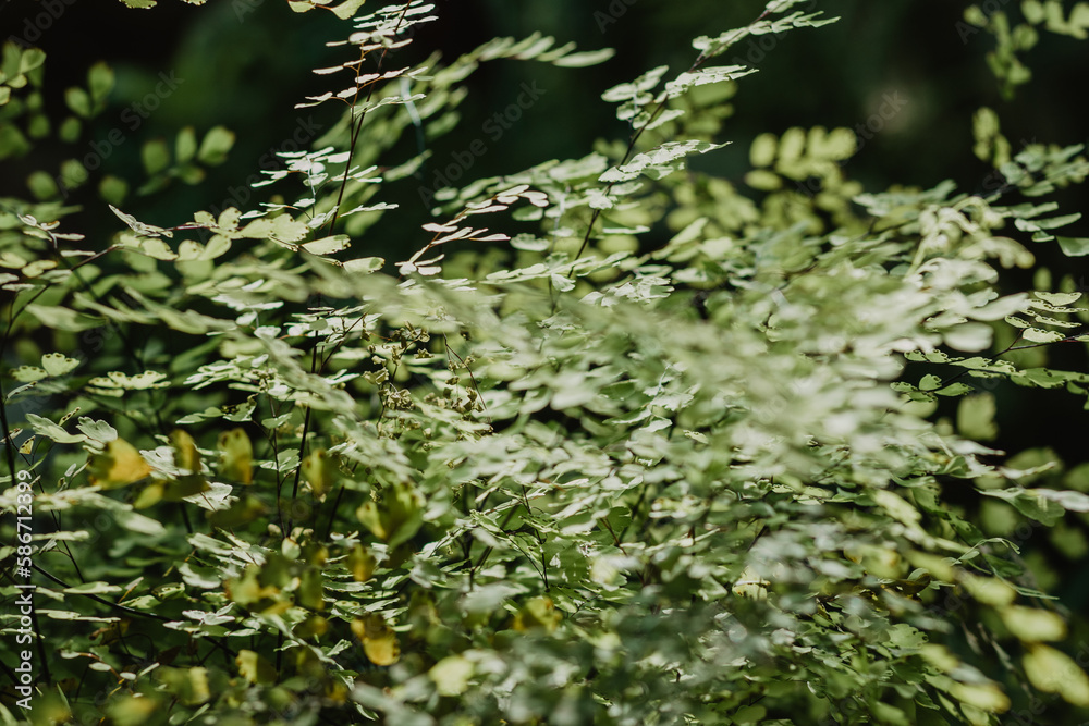 evergreen exotic fern adiantum with beautiful fresh green leaves