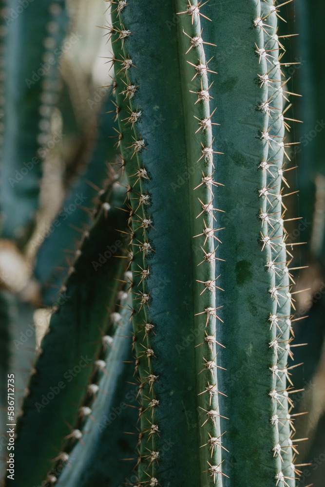 evergreen succulent plants cactus growing in the garden evergreen succulent plants cactus growing in the garden