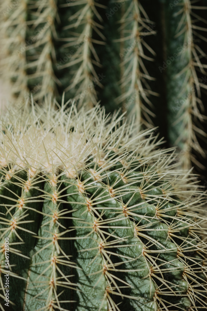 evergreen succulent plants cactus growing in the garden evergreen succulent plants cactus growing in the garden