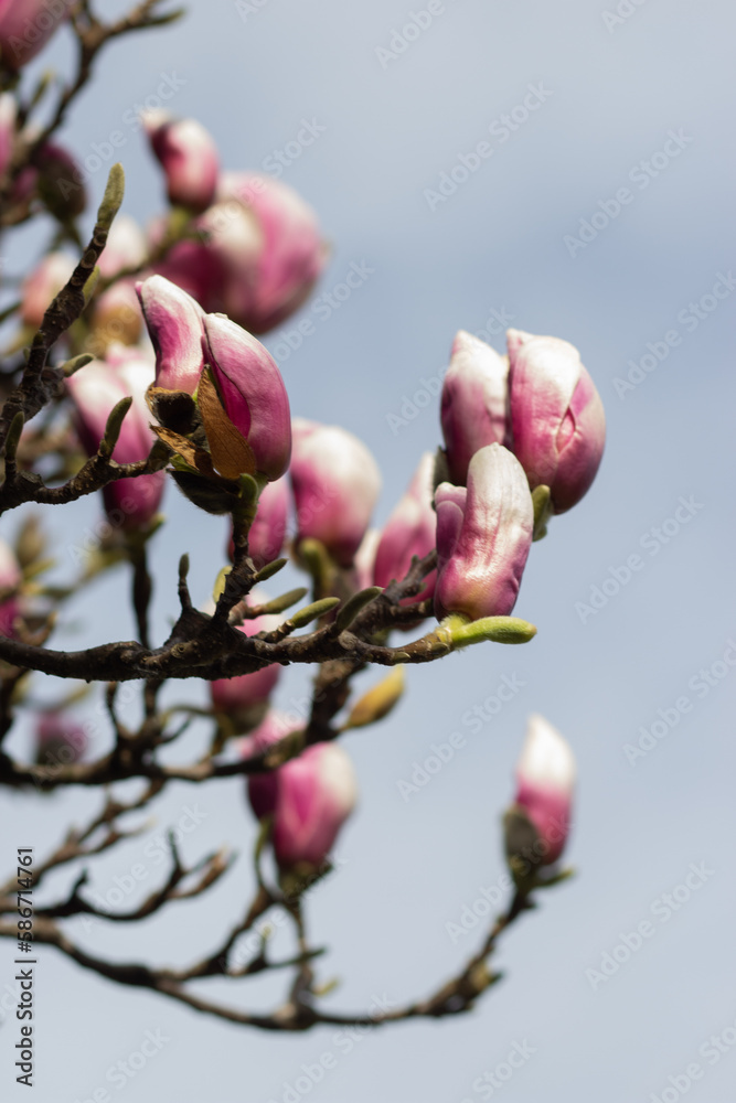 beautiful spring magnolia blossom with white rose flowers beautiful spring magnolia blossom with white rose flowers