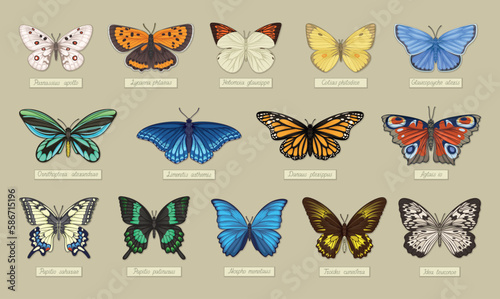 Set of butterflies. Vintage insects with inscriptions. Collection of multicolored animals with wings. Botany, biology and zoology. Retro classic design elements. Cartoon flat vector illustrations