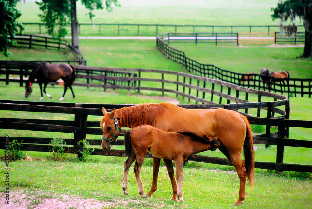 Thoroughbred brood mares in paddocks of the stud racehorse horse farm area around Ocala in Florida, USA - obrazy, fototapety, plakaty 
