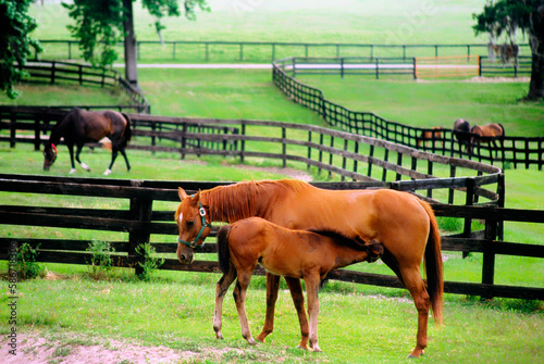 Thoroughbred brood mares in paddocks of the stud racehorse horse farm area around Ocala in Florida, USA