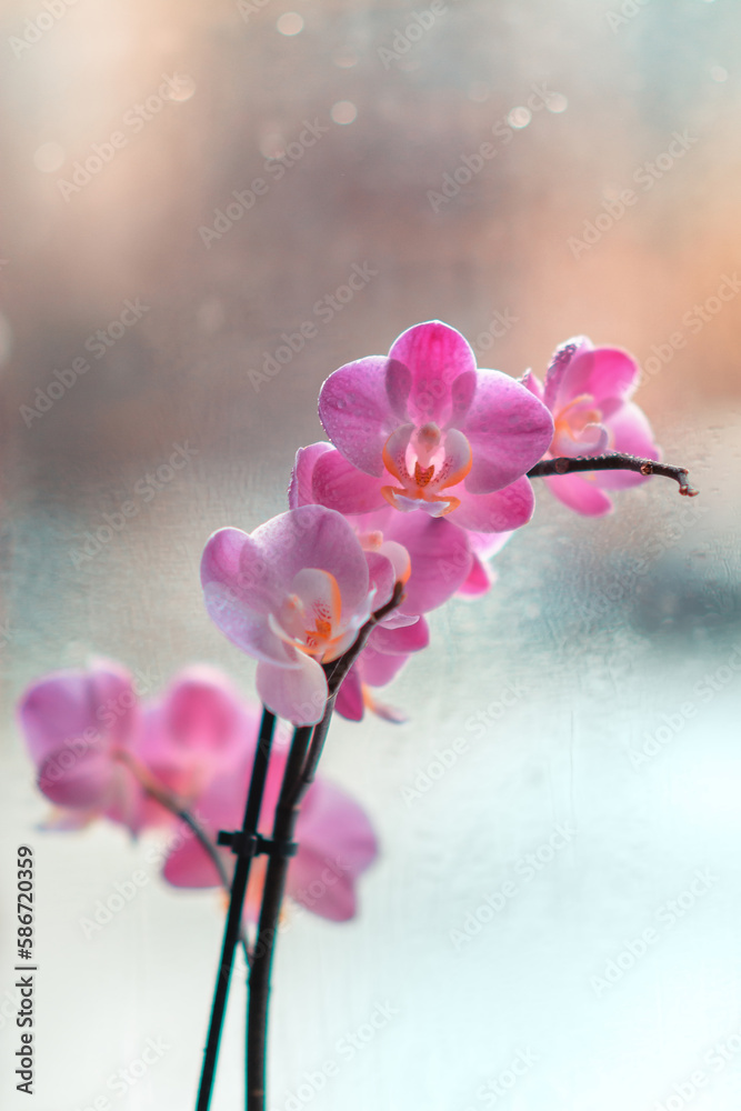 Kwiat orchidea storczyk na jednolitym tle - obrazy, fototapety, plakaty 