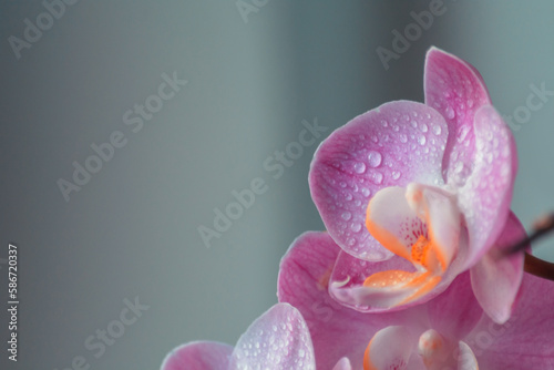 Kwiat orchidea storczyk na jednolitym tle photo