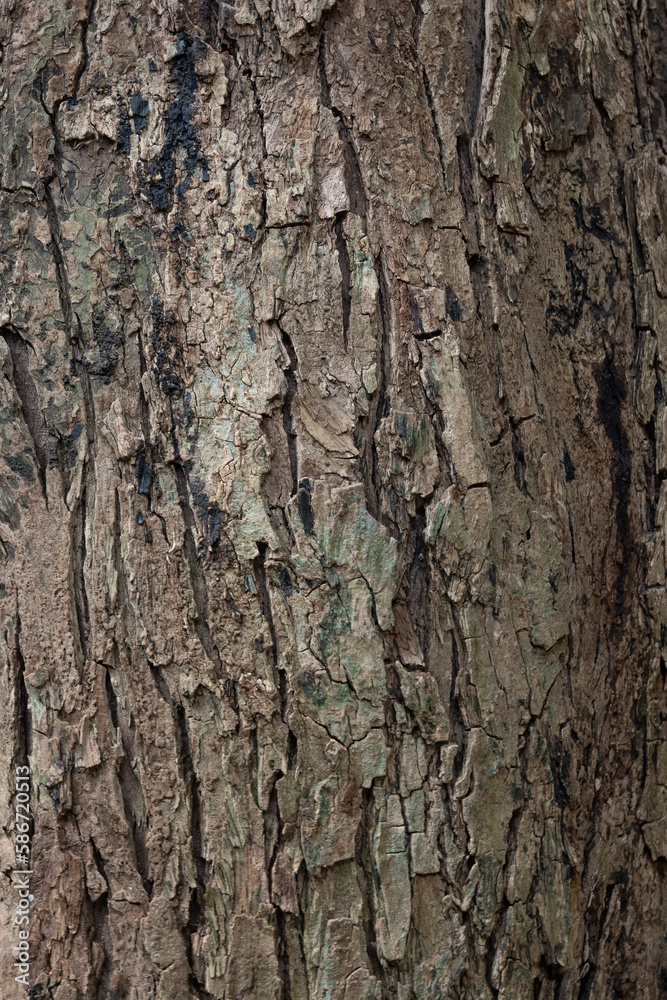 Tree bark texture closeup. Wooden backdrop Tree bark texture closeup. Wooden backdrop