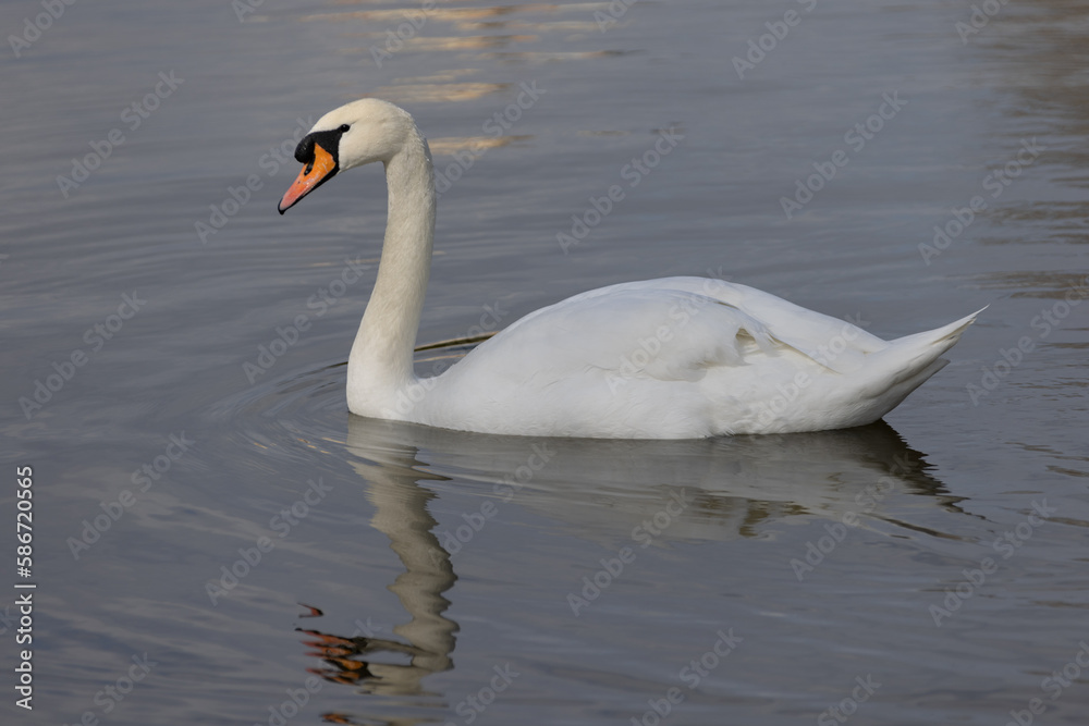 White romantic swans swim in the lake of the city park. Snow-white noble swans are a symbol of love and fidelity. Animal background for a romantic love card White romantic swans swim in the lake of the city park. Snow-white noble swans are a symbol of love and fidelity. Animal background for a romantic love card