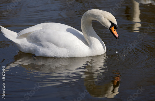 White romantic swans swim in the lake of the city park. Snow-white noble swans are a symbol of love and fidelity. Animal background for a romantic love card