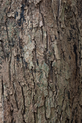Tree bark texture closeup. Wooden backdrop © Odu Mazza