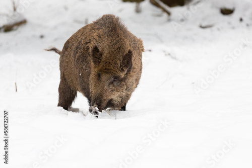 adult wild boar digs in the snow of a snowy field 