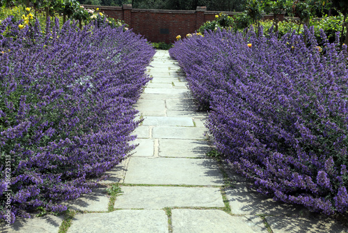 Stone path between purple flowering catnip plants towards brick wall, in an summer garden .