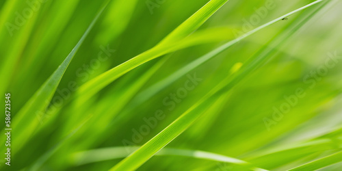 Macro photo of fresh spring green grass. Beautiful natural green background