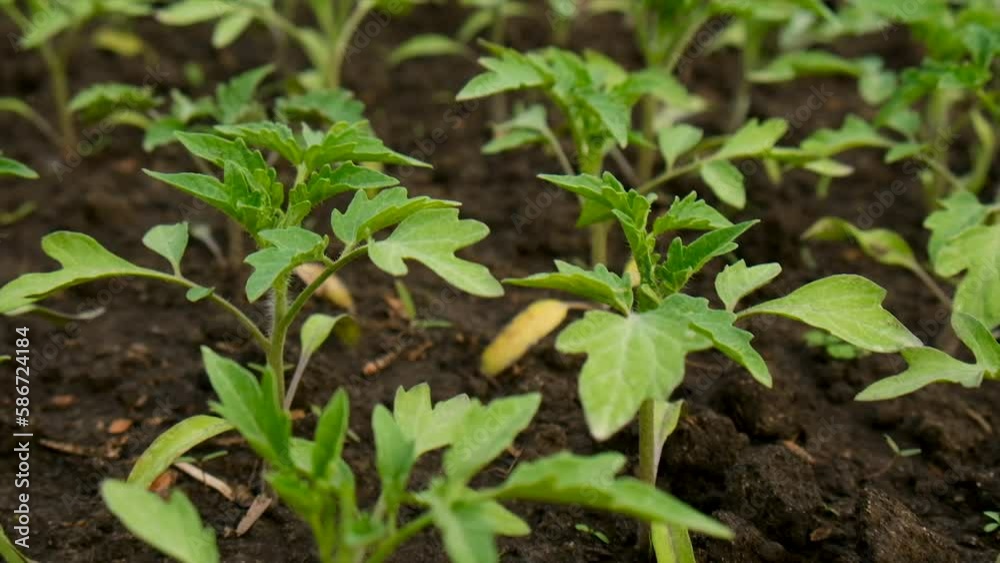 Seedlings of tomatoes grow in the garden. Selective focus. Seedlings of tomatoes grow in the garden. Selective focus.